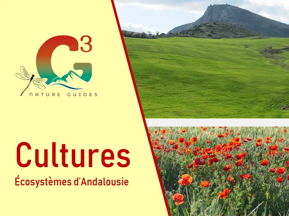 Cultures agricoles en Andalousie