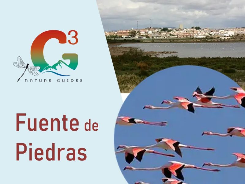 Fuente de Piedra: tours para las aves