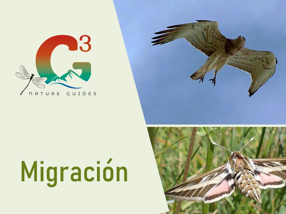 La migración de los insectos