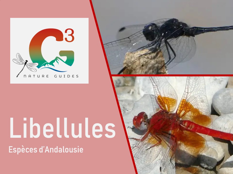 Libellules d'Andalousie
