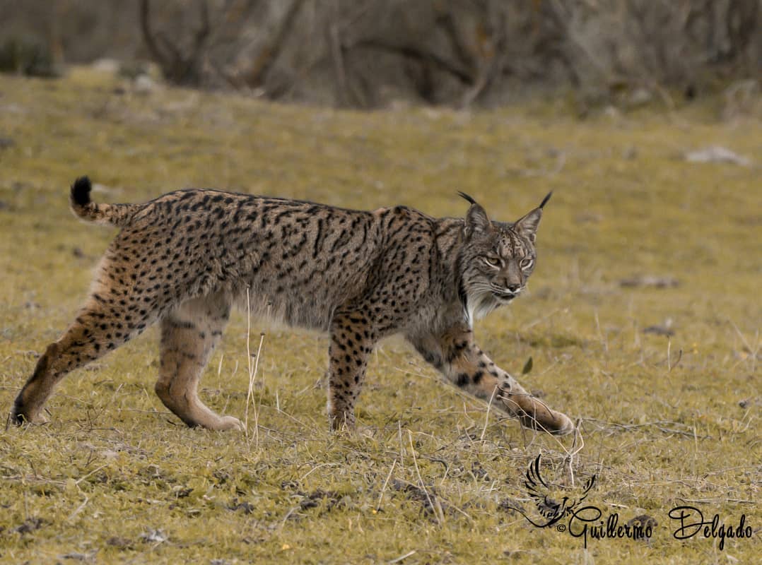 Châleurs du Lynx pardelle dans la Sierra Morena