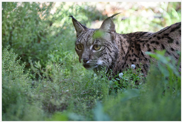 Tour lynx ibérique pardelle, grand mammifère en Espagne et Sierra Morena