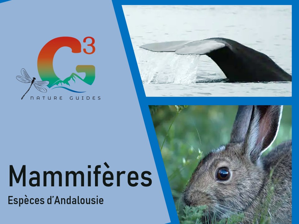 Mammifères d'Andalousie