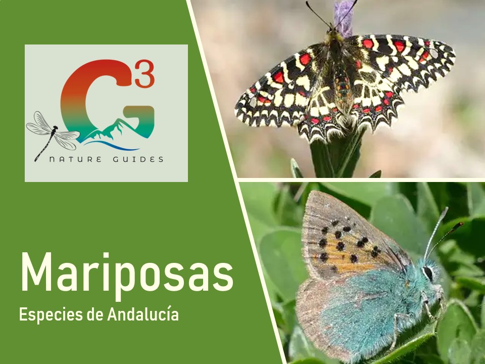 Mariposas en Andalucía