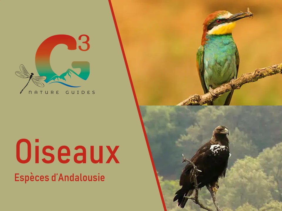 Oiseaux en Andalousie
