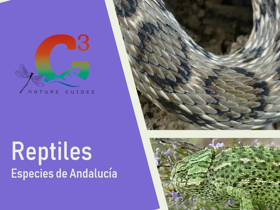 Reptiles en Andalucía