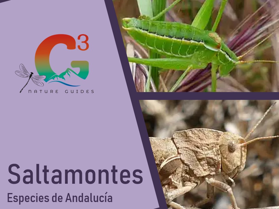Ortópteros de Andalucía