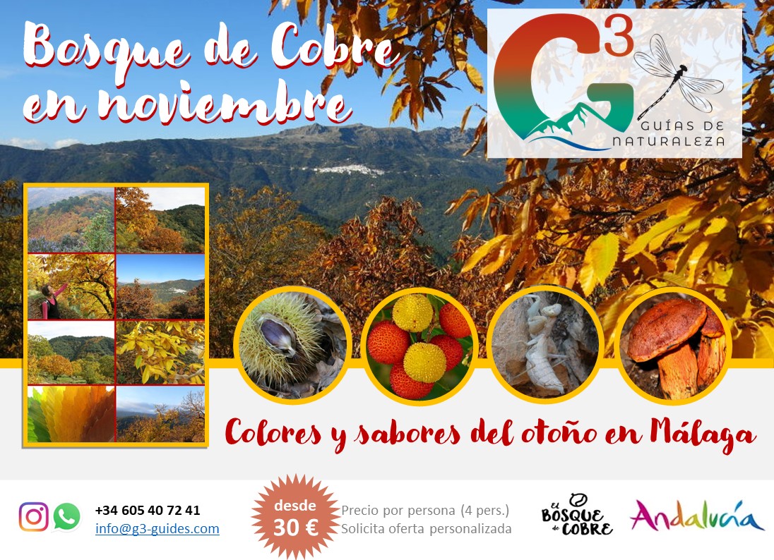 Colores de otoño: el Bosque de cobre, Senderismo en el Valle del Genal, Málaga