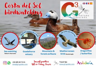 COSTA DEL SOL: Birdwatching Málaga Marbella Costa del Sol