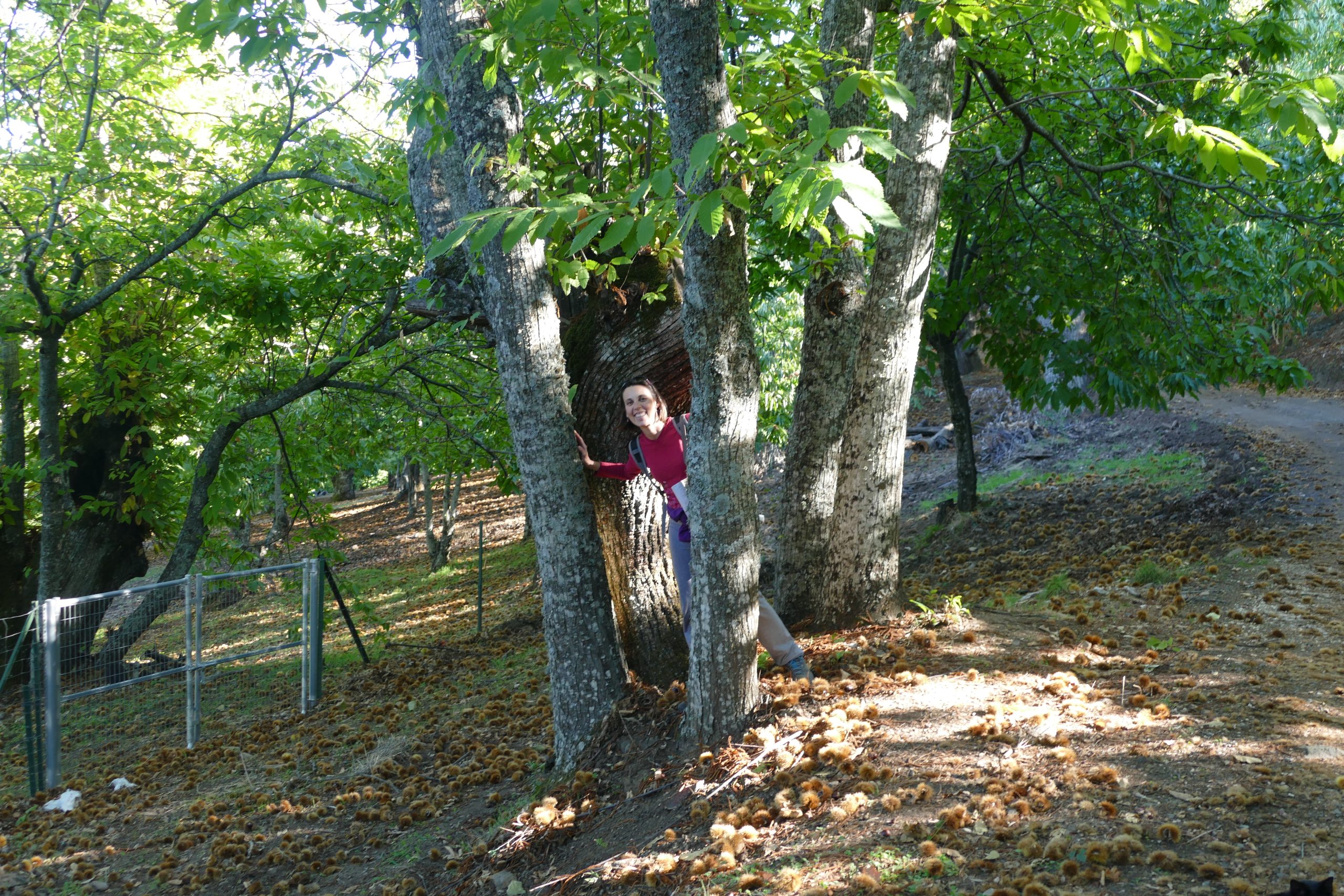 En los castañares antiguos, coexisten árboles veteranos y jóvenes.