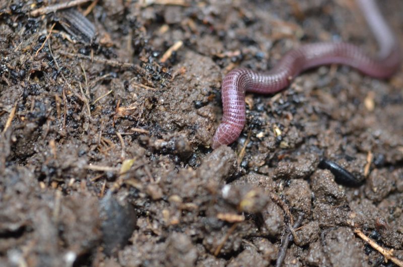 The Moorish Worm-lizard, one of the weirdest European reptiles.