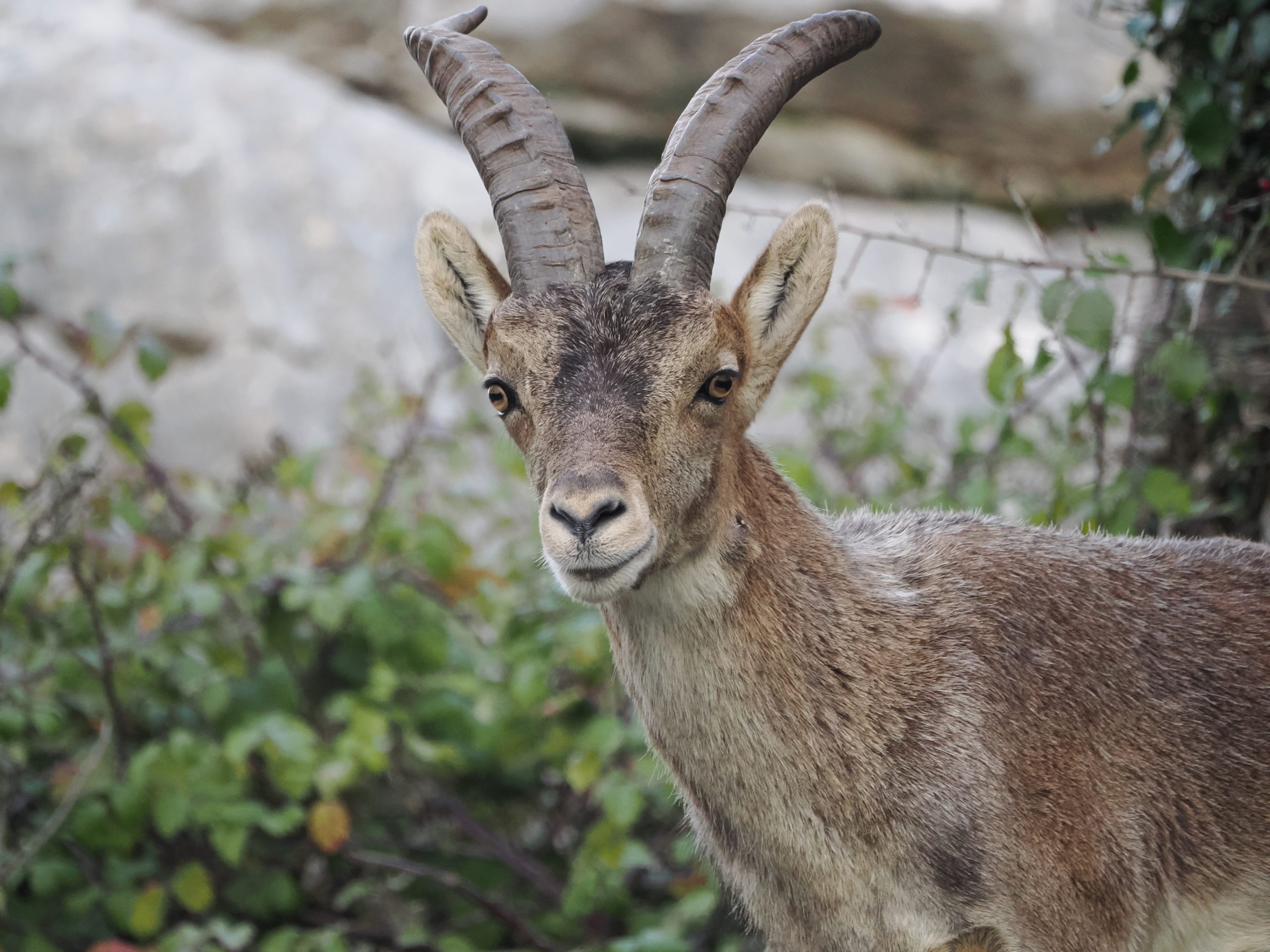 Grazalema Natural Park is famous for its biodiversity