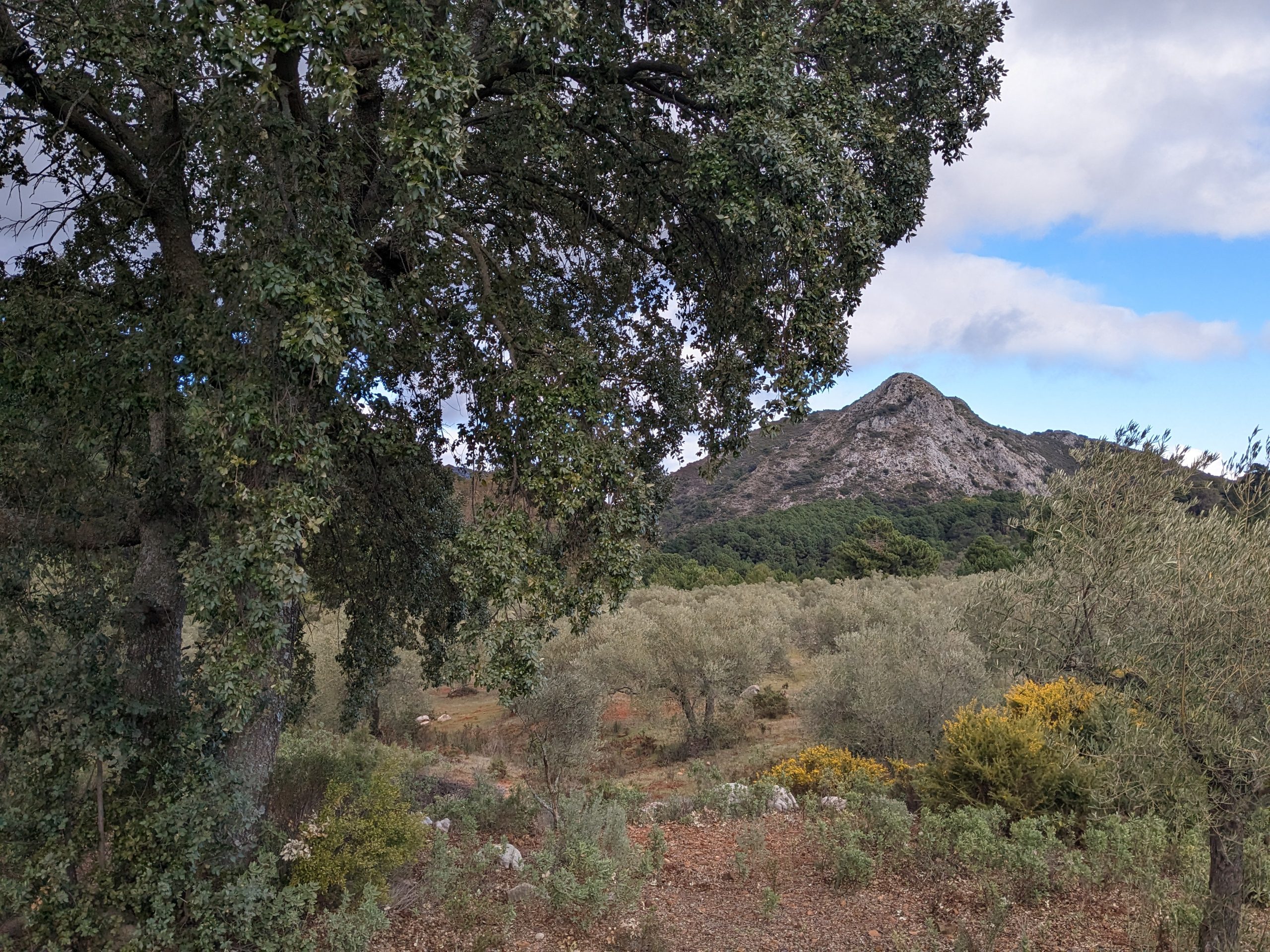 Desde lo alto de la montaña: vistas, aves y olivos