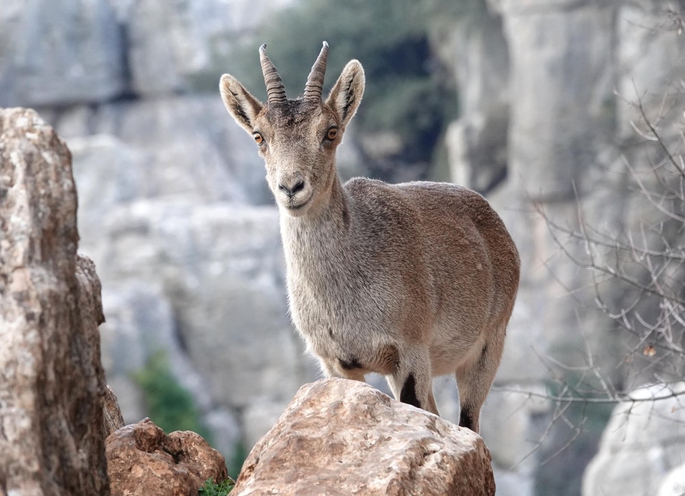 Spanish ibex in Antequera