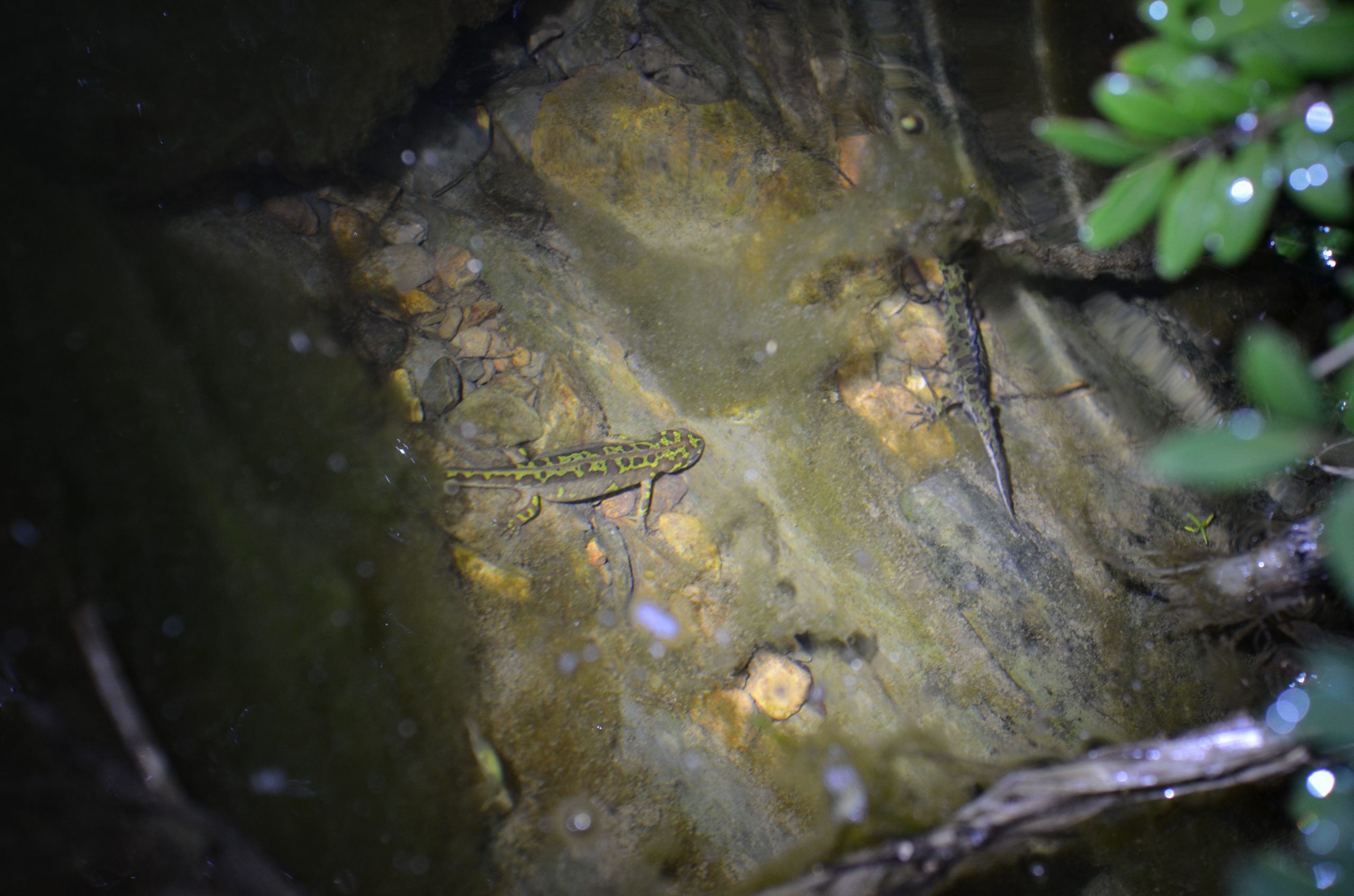 A pair of Pygmy Marbled Newts, female on the left watching a displaying male.