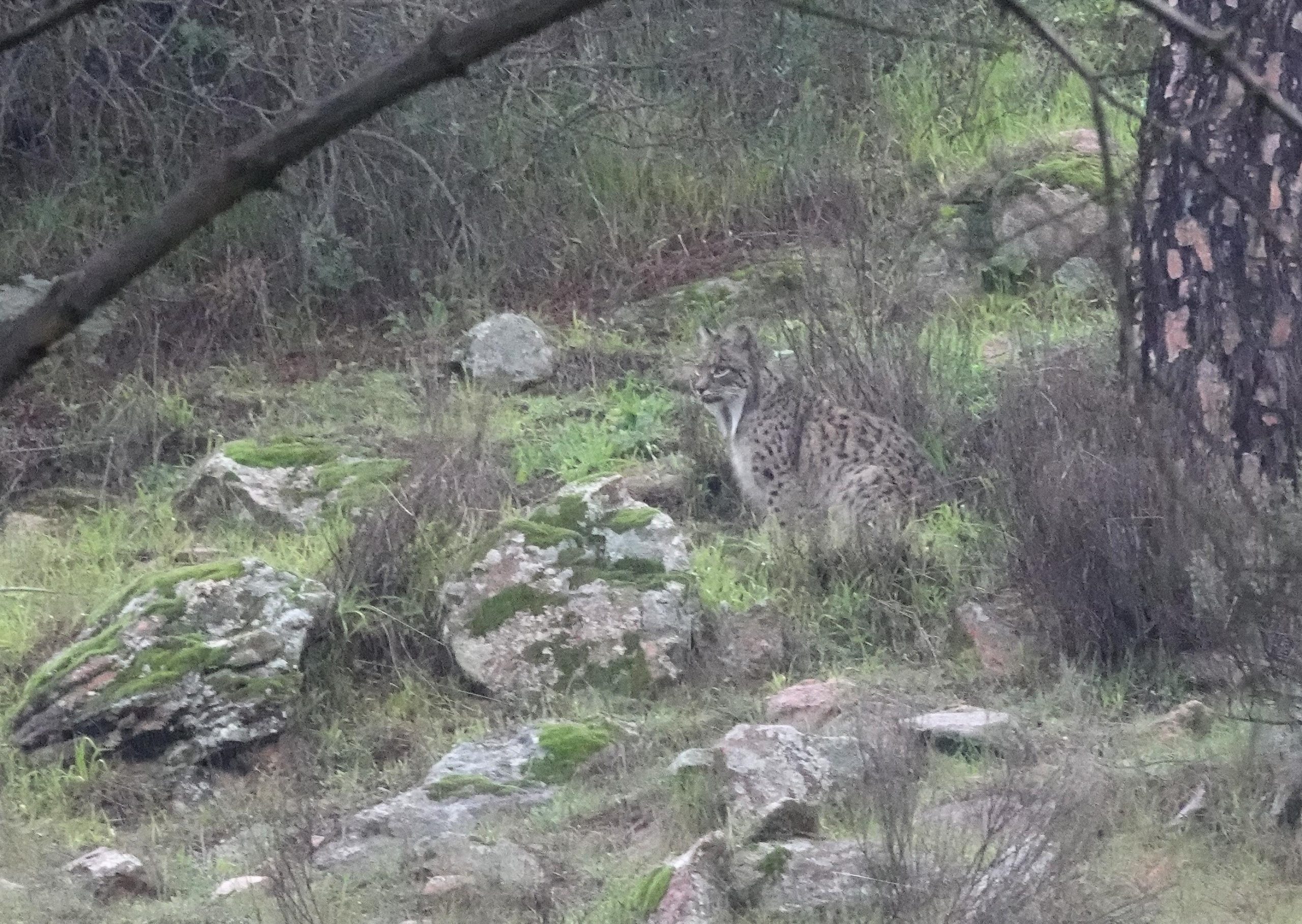 The first Iberian Lynx of the trip