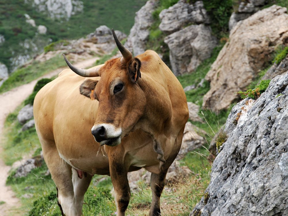 Vaca asturiana del Valle