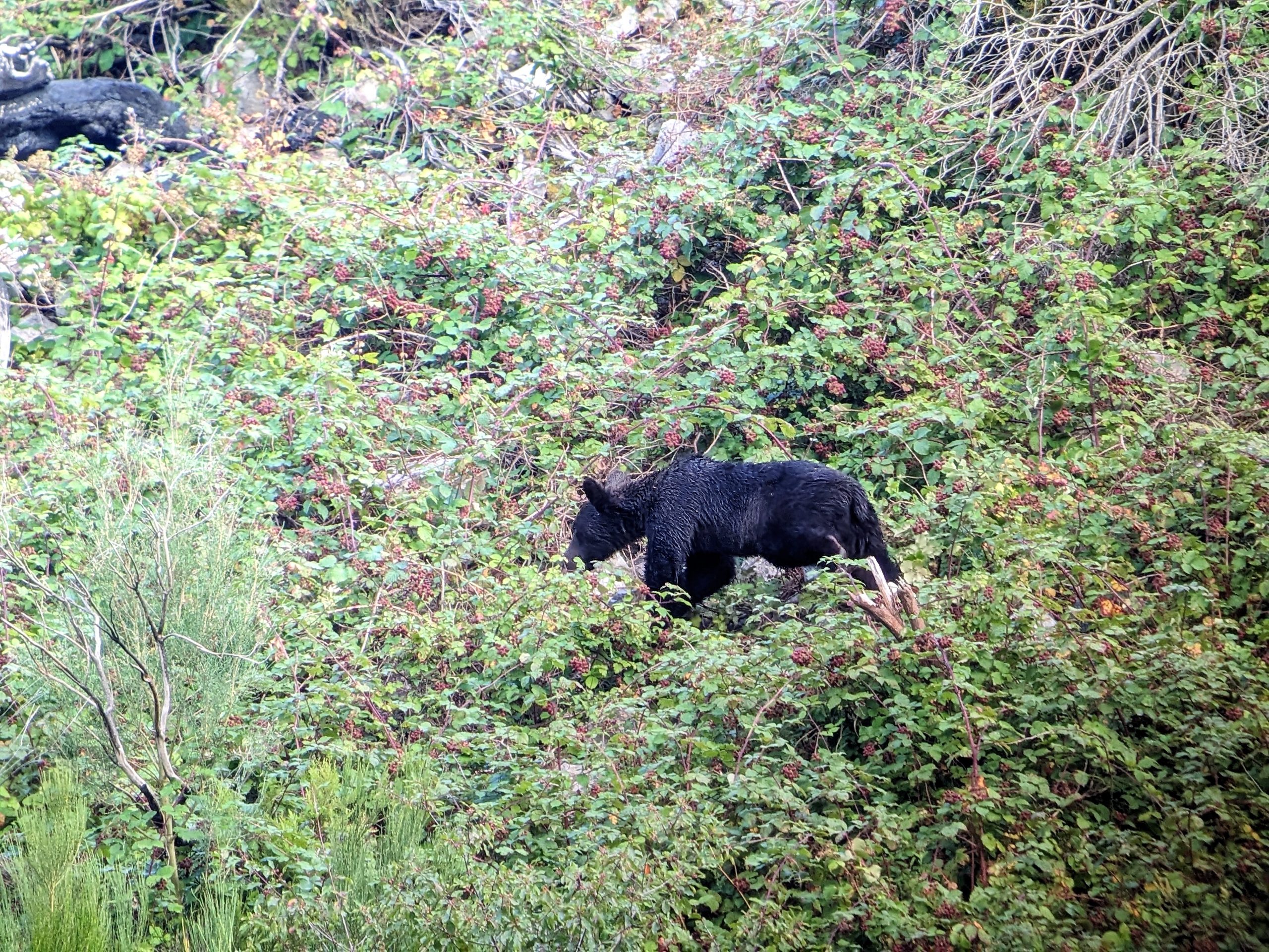 Brown bear Ursus in Dagaña