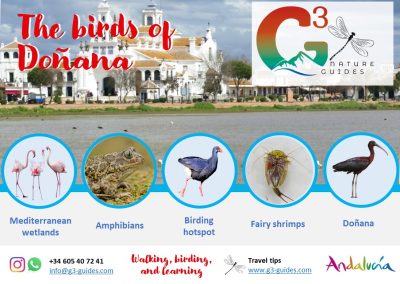 WILDLIFE TOUR: guide Doñana birdwatching tour the birds of Mediterranean marshes