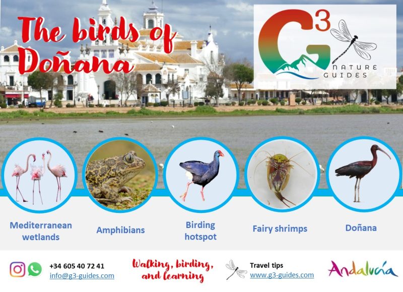 Birding in Doñana