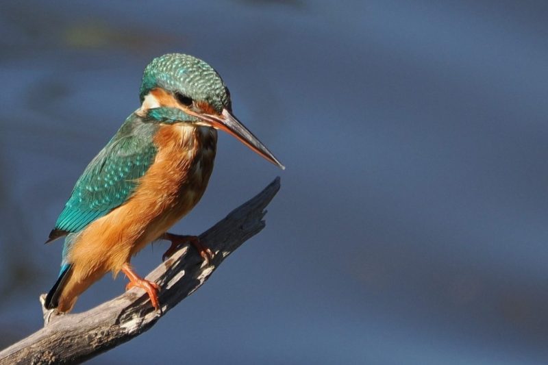 Martín pescador (Alcedo athis).