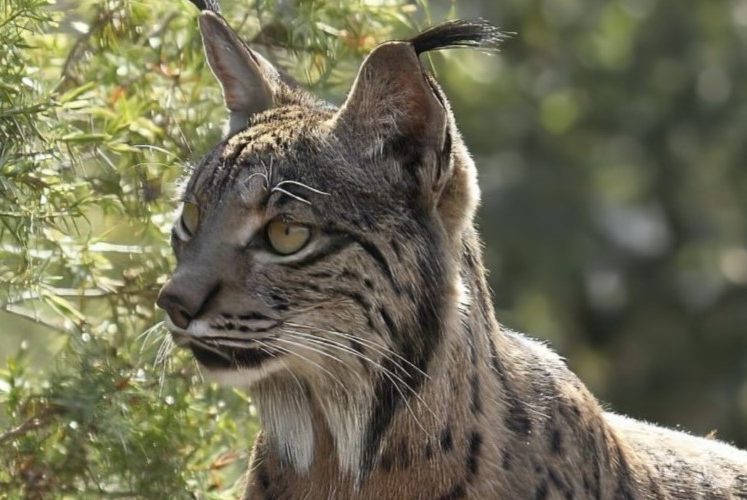 Lince ibérico, el refugio de Andújar