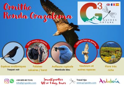 SERRANÍA DE RONDA: Ornitho Serranía de Ronda et Grazalema