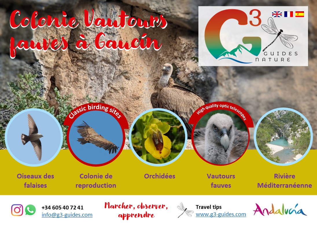 Tour ornitho... Colonie de vautours à Gaucín