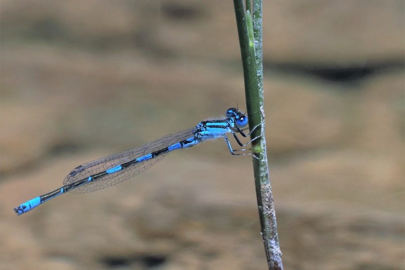 Coenagrion caerulescens