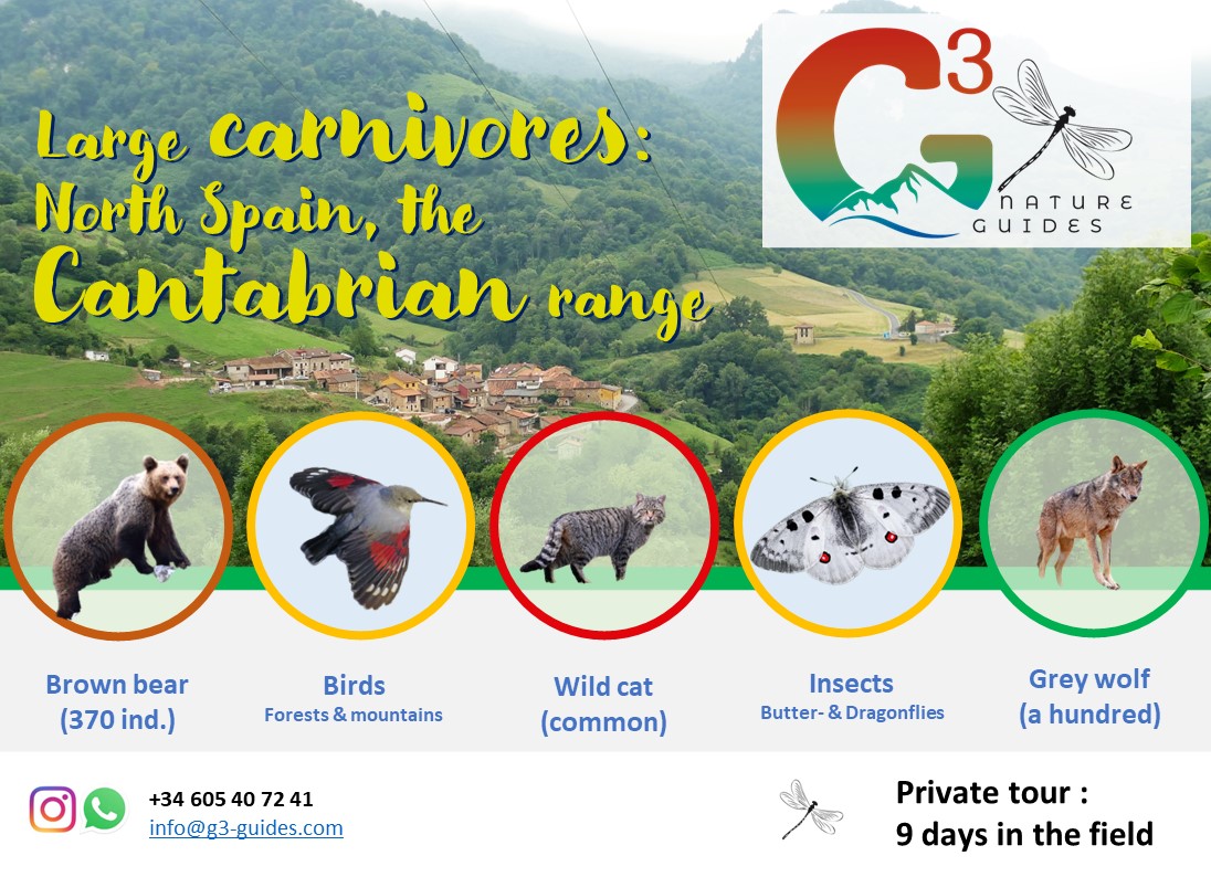 Cantabrian tour for bears, wildcats and wolves