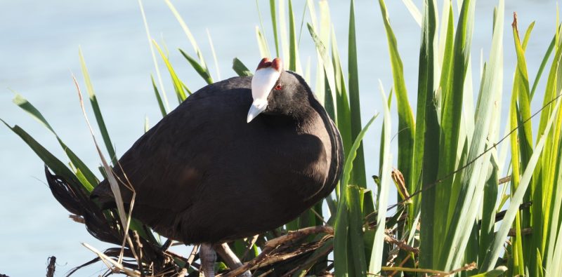 Focha moruna (Fulica cristata), una especie tan rara como amenazada en el Sur de España.