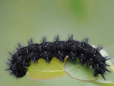 Euphrydryas aurinia