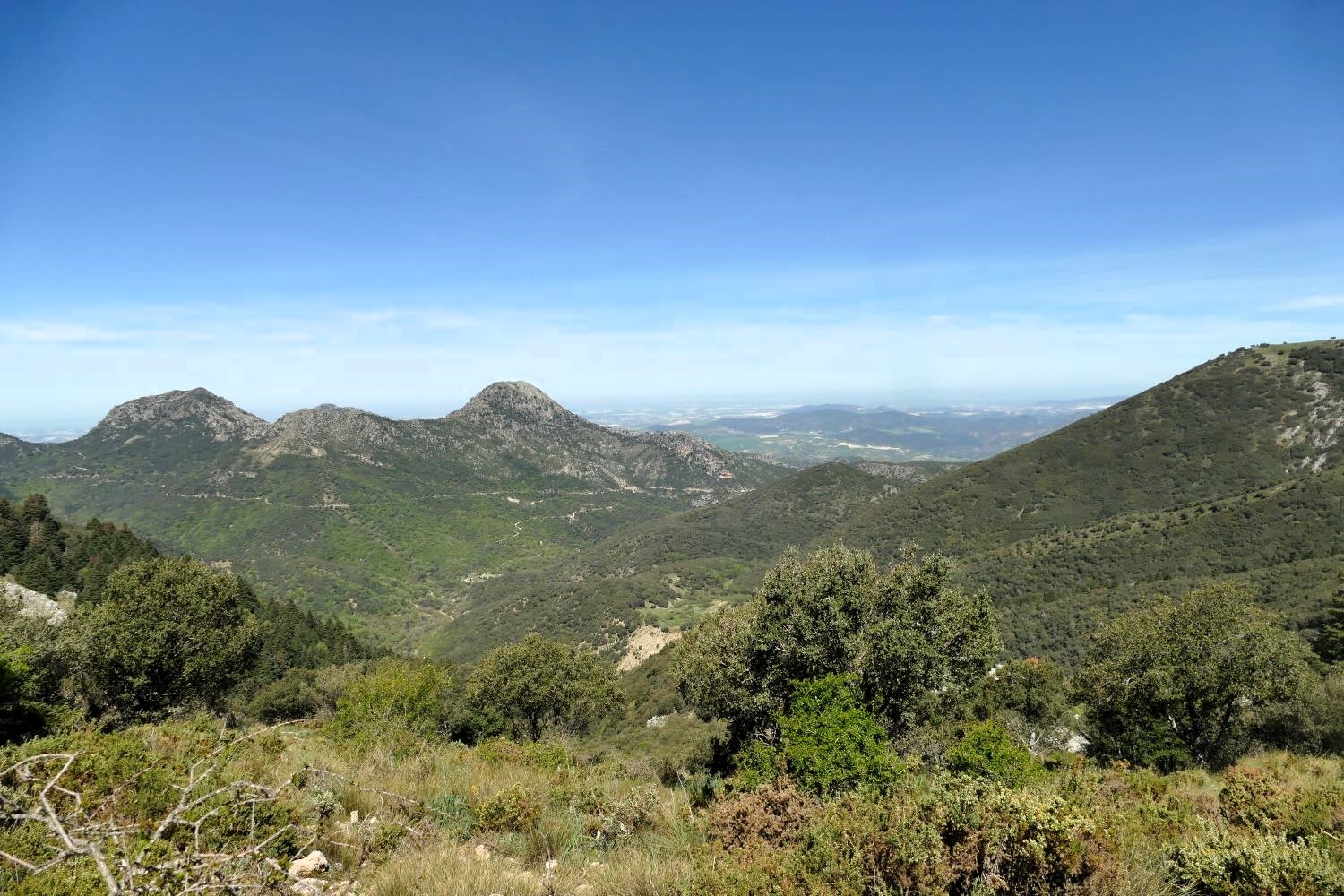 Sierra del Pinar. Pinsapos (Abies pinsapo)