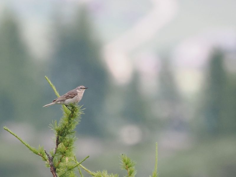 Anthus spinoletta