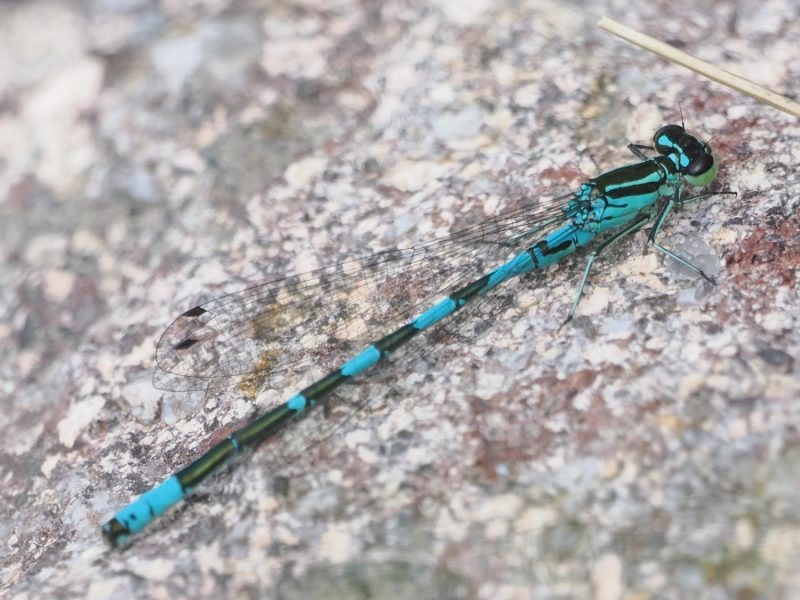 Coenagrion hastulatum