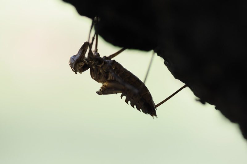 Macromia splendens exuvia