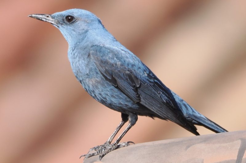 Roquero solitario (Monticola solitarius).