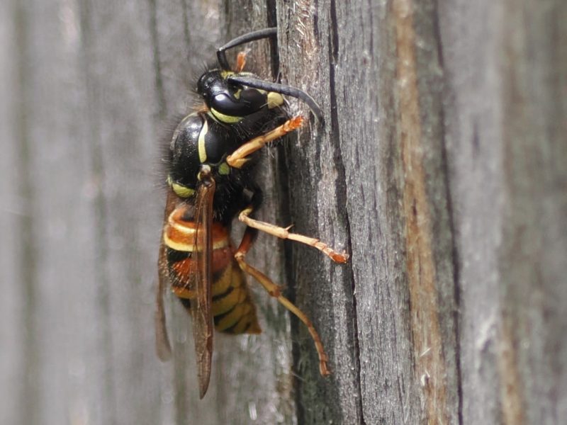 Vespula rufa
