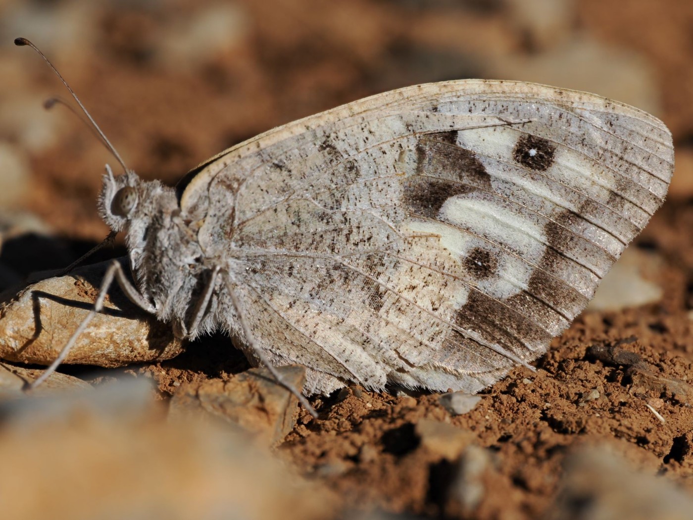Mariposas en Andalucía