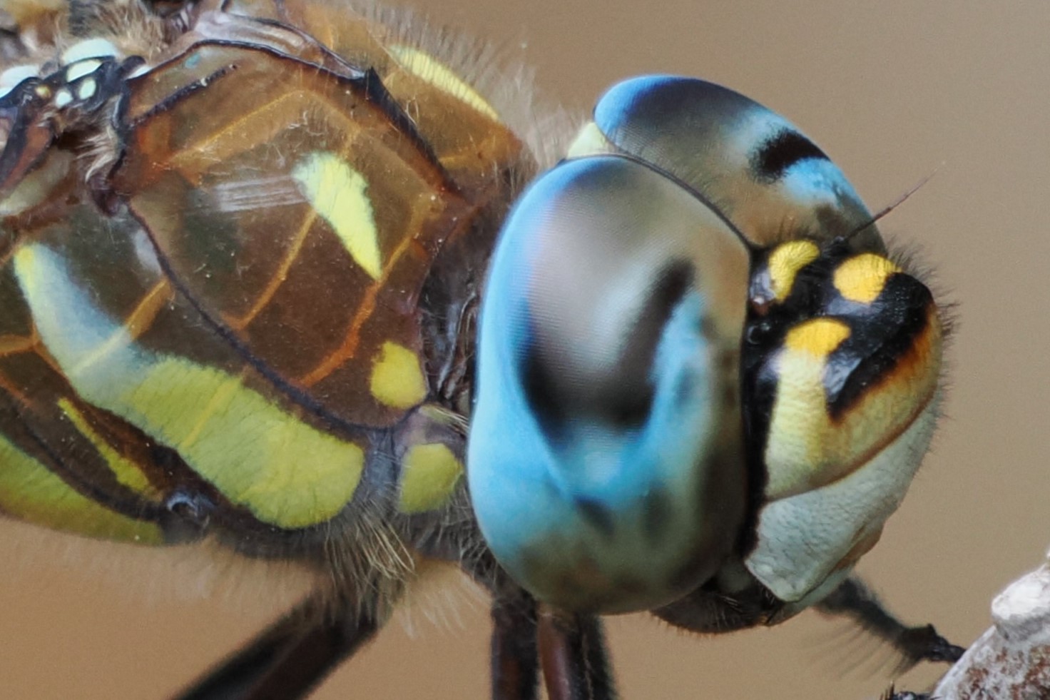 Libélulas de España – una guía de los Odonata