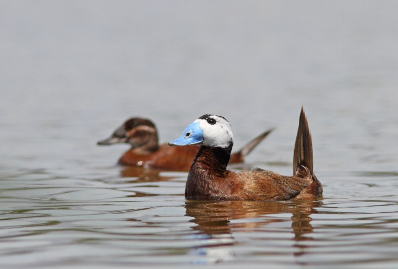 Malvasías, Guadalhorce y Costa del Sol: un día con las aves