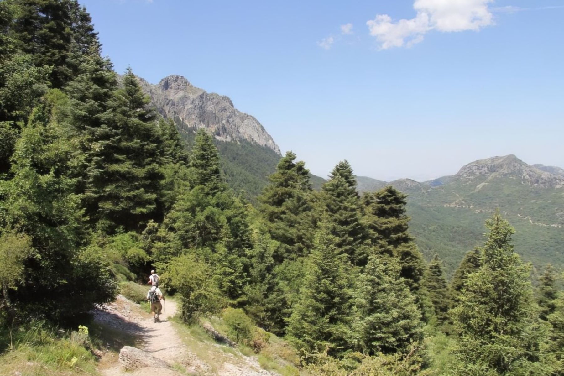Pinsapos: el bosque endémico