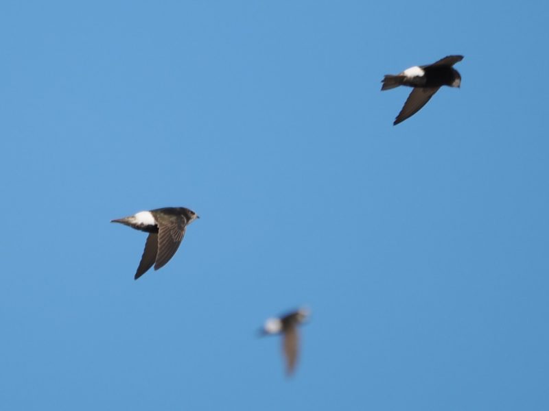 Vencejos moros, o culiblancos (Apus affinis).