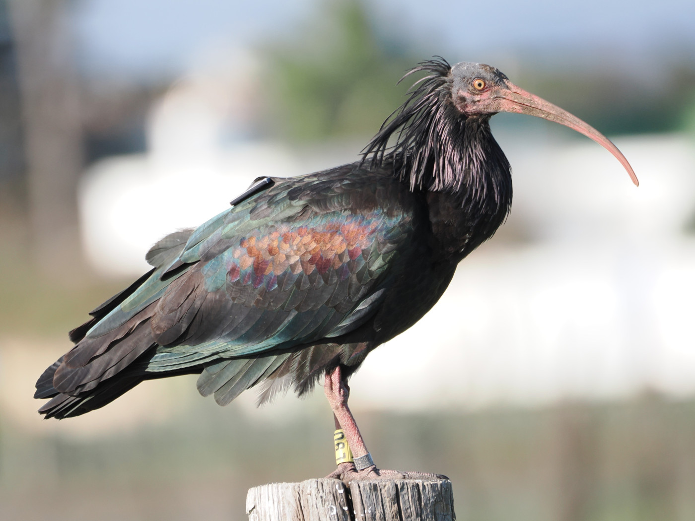 Birding Cádiz… el punto caliente para las aves en España
