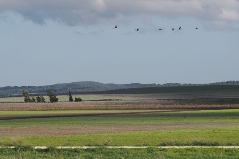 Vuelo de grullas (Grus grus) sobre La Janda (Cádiz).