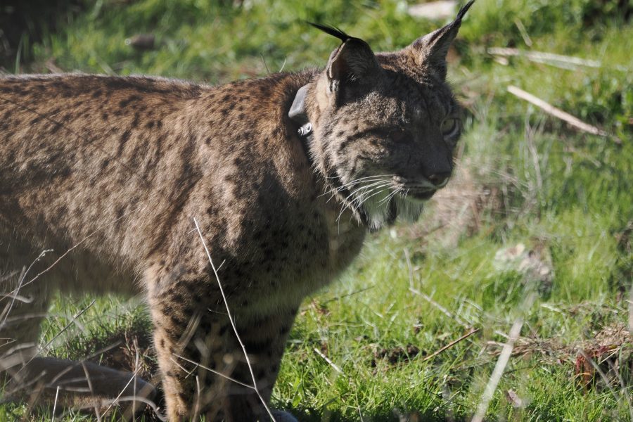 Un mes con el lince en la sierra de Andújar