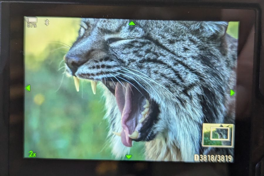La serie Wild Return en Andalucía