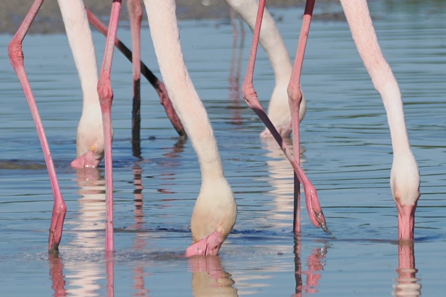Guía de Birdwatching en Málaga: Especies, Rutas y Tours con Guía Experto