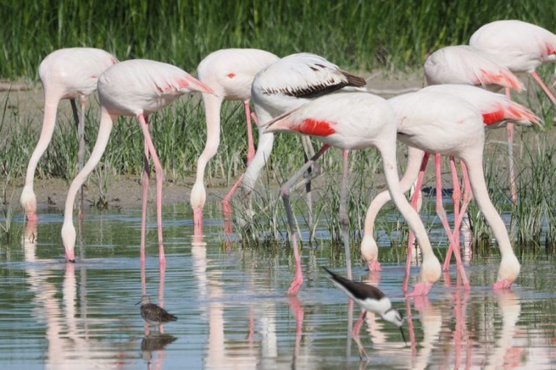 Un grupo de flamencos (Phoenicopterus ruber) en Fuente de Piedra, imagen iconica del birdwatching en Málaga.