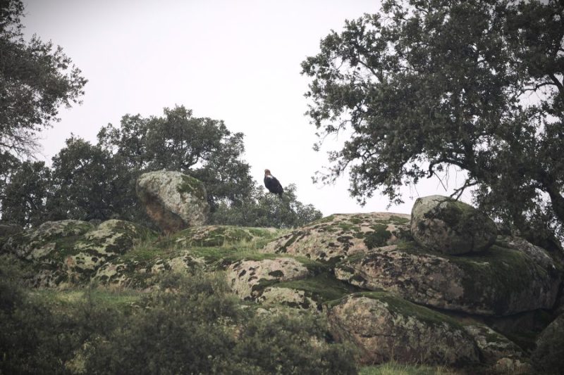 Un águila imperial ibérica (Aquila adalbertii) posada sobre una encina en un berrocal de la Sierra de Andújar.